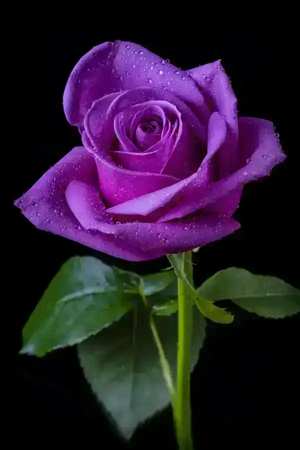 lavender rose